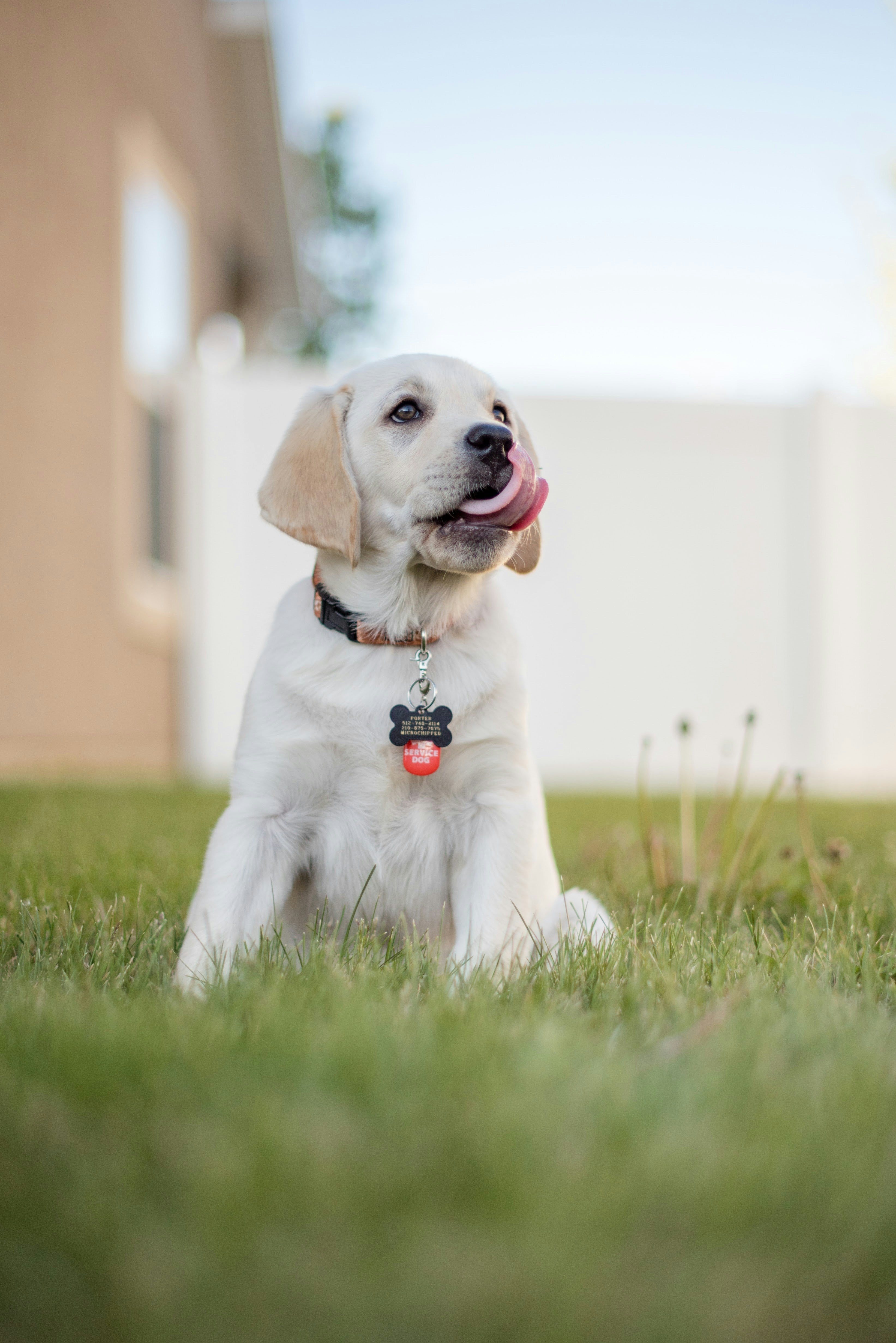 AirTag Dog Collar Holder