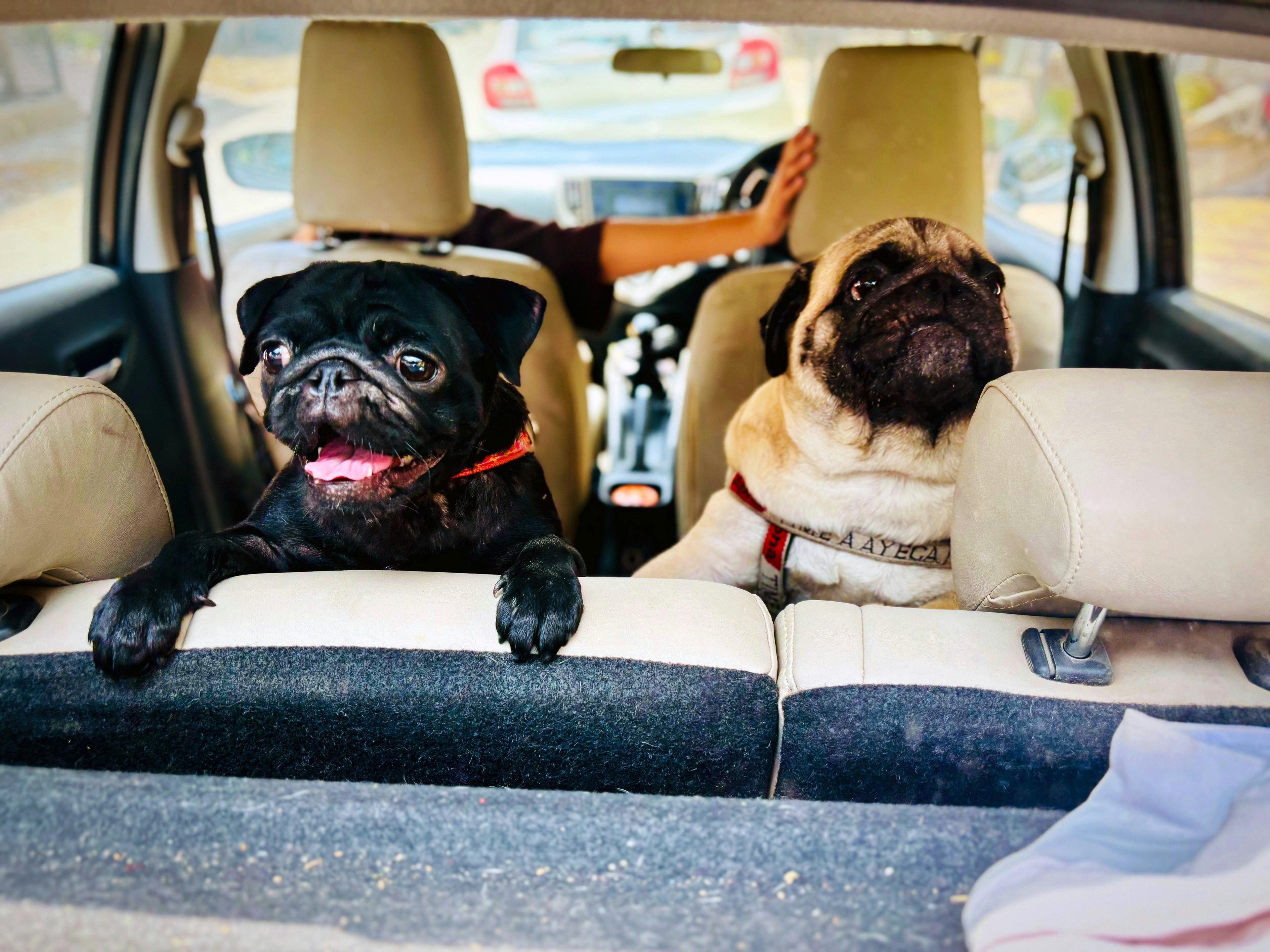 Cozy Car Bed for Dogs